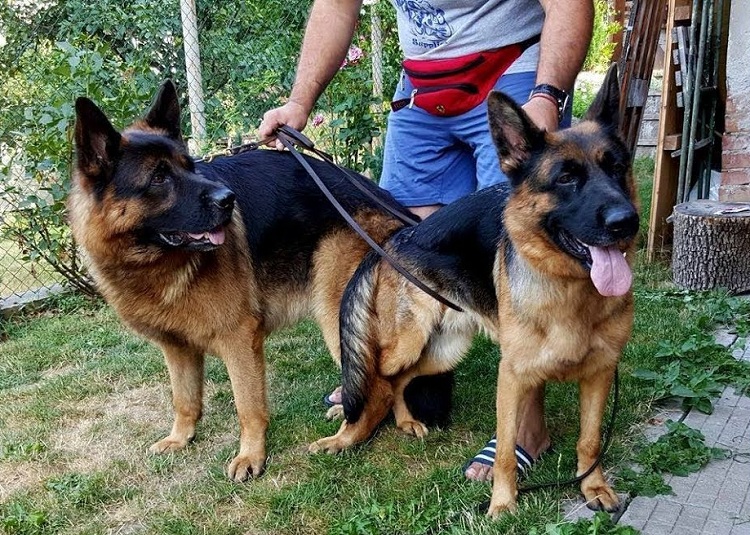 تسجيل  حالة وفاة وإصابة 4 بداء الكلب منذ بداية 2024 